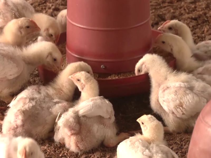 Farmers urge the government to take swift action to control bird flu