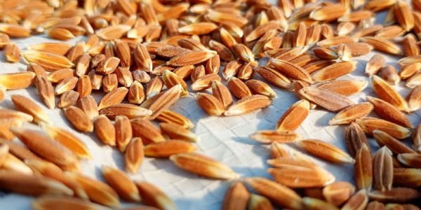 Due to the dominance of hybrid varieties, local rice varieties are heading towards extinction, and the costs are increasing