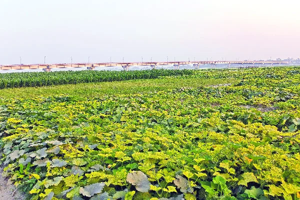 Crops worth billions grown on river islands (Chars