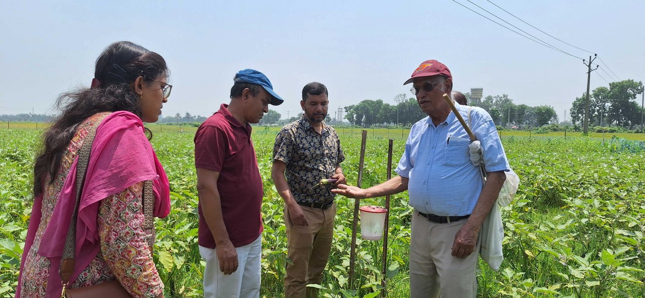 Successful eggplant cultivation without pesticides!