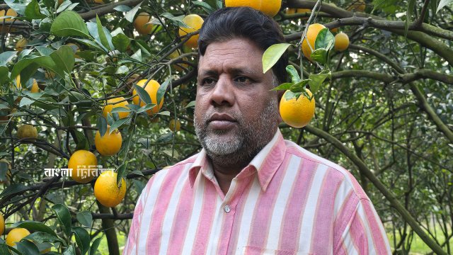 Earning over Tk. 50 lakh annually from a three-fruit orchard