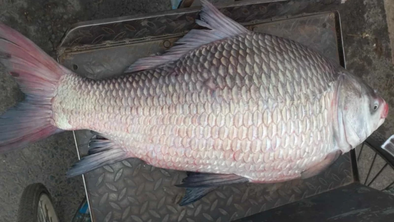A Katla fish from Padma sold forTk.30,000