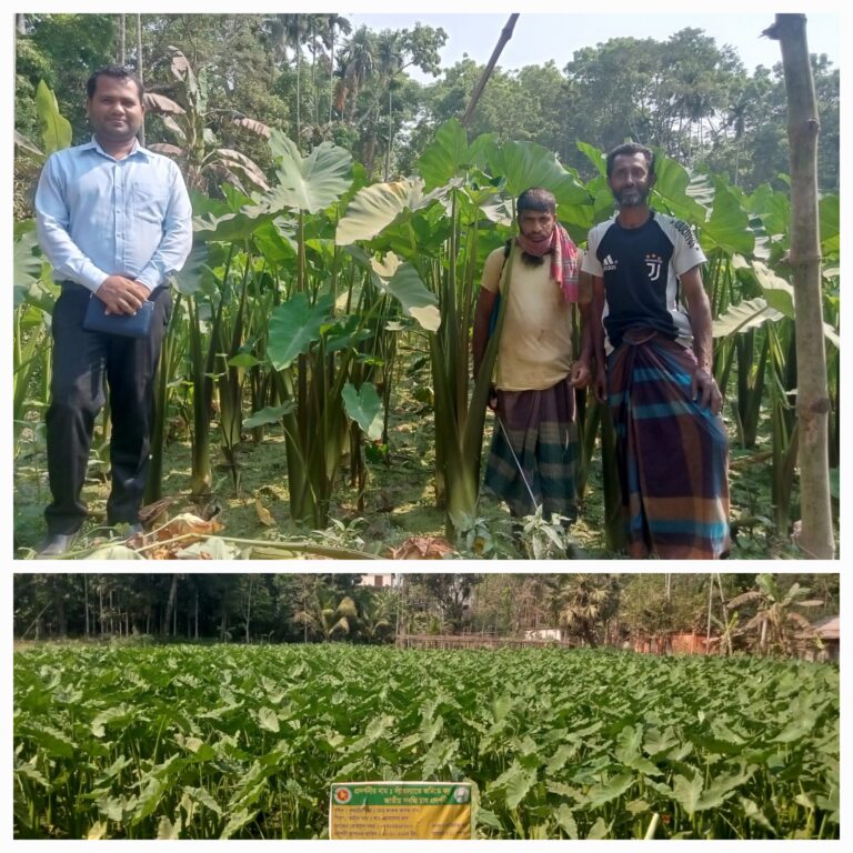 Success in growing latirajtTaro in Tilok, Barishal Sadar Upazila