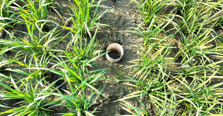 AWD irrigation system brings hope for rice cultivation