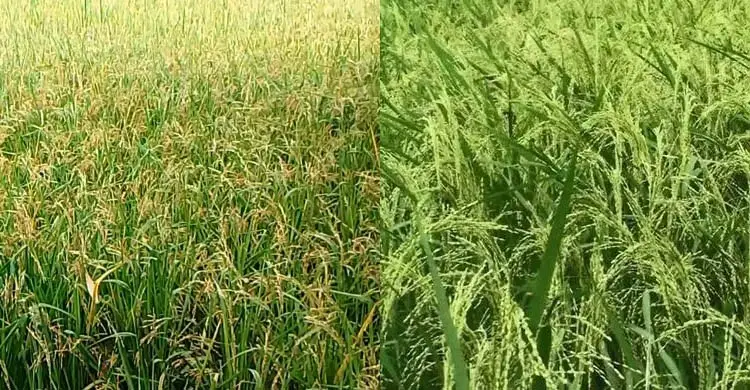 What to Do for Boro and Aus Rice Cultivation in the Month of Falgun