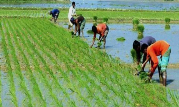 96% of Boro seedling transplantation completed in Khulna