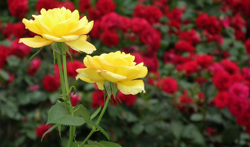 Love’s Rose: How to Cultivate for Higher Yield
