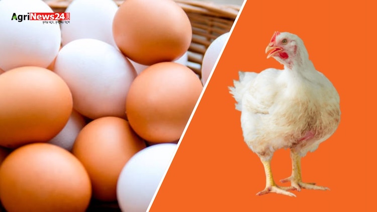 Strict withdrawal periods set to prevent antibiotic residues in eggs and meat